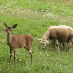 Animales | Albergue El Portalón - Albergue en Potes, Cantabria